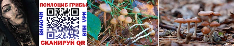 Псилоцибиновые грибы Cubensis  Малая Вишера 